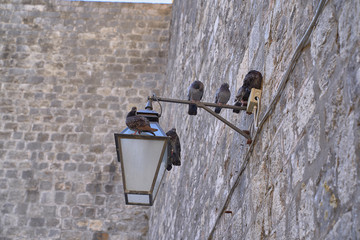 Doves in a stone wall