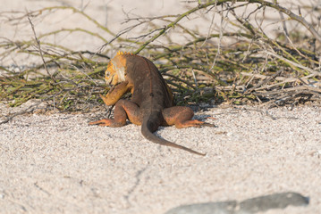 Galapagos Land Iguana eating on North Seymour Island, North Seymour, Galapagos Islands, Ecuador.