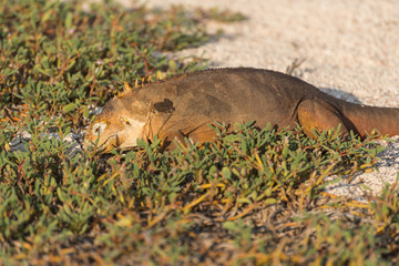 Galapagos Land Iguana eating on North Seymour Island, North Seymour, Galapagos Islands, Ecuador.