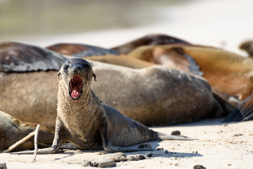 Baby sea lion yawning on Santa Fe, Galapagos Islands, Ecuador, South America.
