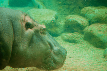 Hippo swimming