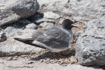 Swallow tailed gull with its egg on South Plaza, Galapagos Island, Ecuador, South America.