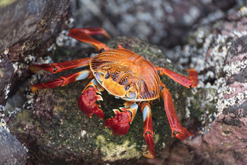 Red Rock Crab on Galapagos Islands, Ecuador.