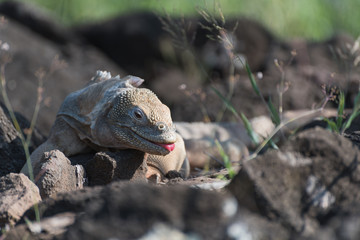 Galapagos Land Iguana (conolophus pallidus) on Santa Fe Island, Galapagos Islands, Ecuador.