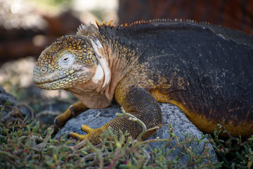 A Galapagos Land Iguana (Conolophus Subcristatus) on South Plaza, Galapagos Islands, Ecuador, South America.