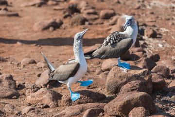 Obraz na płótnie Canvas Mating dance of blue footed booby, North Seymour, Galapagos Islands, Ecuador.