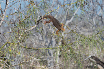 Galapagos Land Iguana climbing and eating on tree, North Seymour, Galapagos Islands, Ecuador, South America.