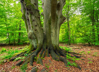 Obraz premium Mighty Old Beech Tree in Green Forest, Moss Covered Roots 