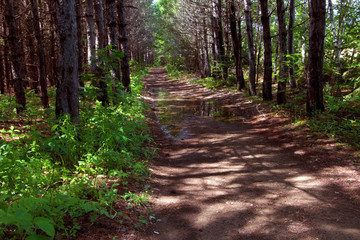 Obraz premium Path in the forest