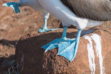 Fototapeta na wymiar Close Up of feet of Blue footed booby, North Seymour, Galapagos Islands, Ecuador.