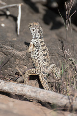 Close up of a lava lizard on Santa Fe Island, Galapagos Island, Ecuador, South America.