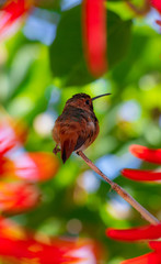 hummingbird and flower