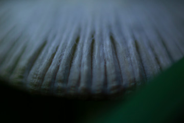 Macro close-up of white mushroom, with foreground and background blurry from shallow depth of field