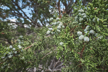 Desert berries