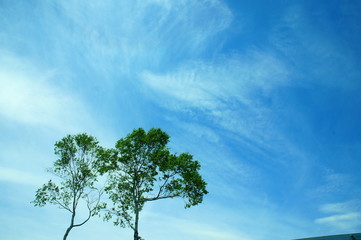 Obraz premium 高原 木 青空 雲 ブルー