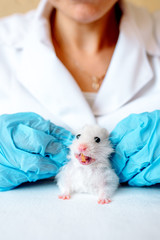 Hands of owner holding cute little hamster. Professional vet doctor diagnosing pet with stethoscope. Animal on examination in vet clinic. Doctor wearing in gloves and uniform.