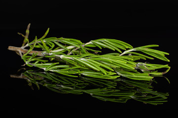 One whole fresh evergreen sprig of rosemary needle leaves isolated on black glass