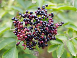 Sammelzeit - Reife Holunderbeeren zum Einkochen