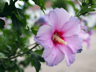 Pink flower in the garden 