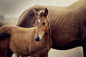 Portrait of a red foal sporting breed