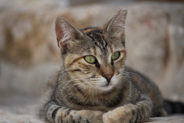 adorable cat with green eyes