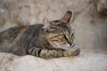 adorable tabby with green eyes