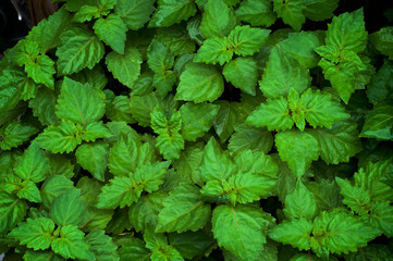 Close up of lush vibrant green Pogostemon cablin patchouli plant eaves wet from rain or dew,...