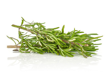 Group of two whole fresh evergreen sprig of rosemary isolated on white background