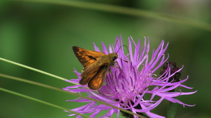 hesperia comma, farfalla, cardo