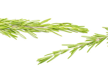 Group of two whole fresh evergreen sprig of rosemary needle leaves flatlay isolated on white background