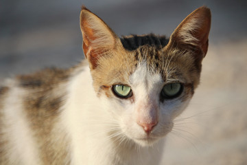 closeup portrait of a young cat with green eyes