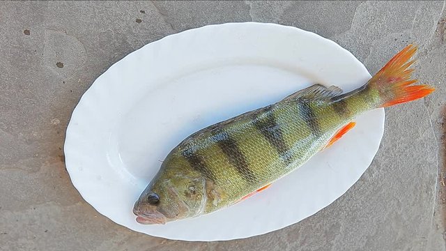 fish perch plate stone background