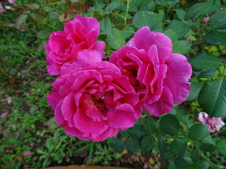 pink flowers in the garden