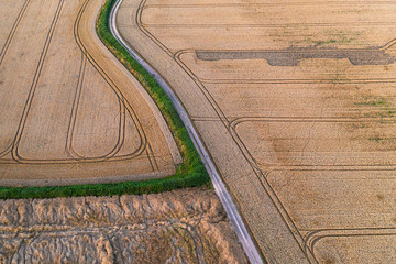 Ripe Golden Wheat Fields Aerial