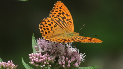 farfalla, argynnis paphia maschio