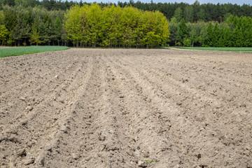 pole ziemniaki zaorane gleba
