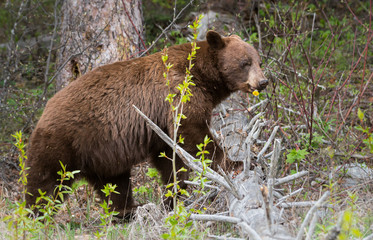 Obraz premium Cinnamon black bear in the wild