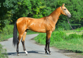 Obraz na płótnie Canvas Bay Akhal Teke horse standing on the asphalt road near the grass field in summer.
