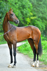 Bay Akhal Teke horse standing in show halter and looking into the distance.