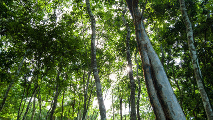 Fototapeta premium Selva