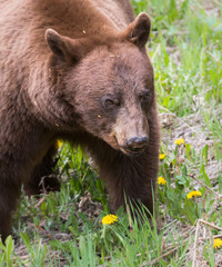 Fototapeta na wymiar Cinnamon black bear in the wild