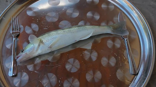 fish pike perch metal plate