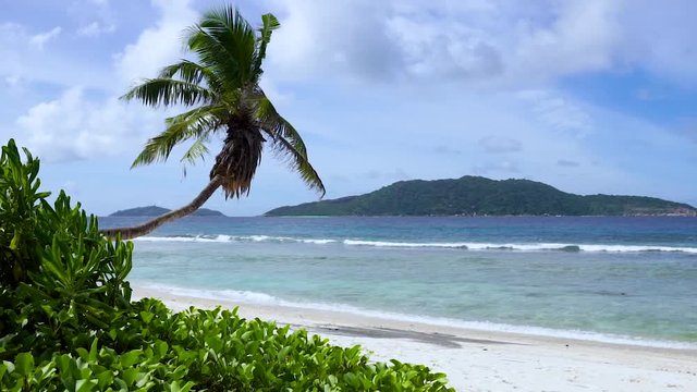 Single leaning palm tree in the wind on a beautiful beach (Anse Fourmis) with turquoise water and waves in the background, filmed on La Digue, an island of the Seychelles.