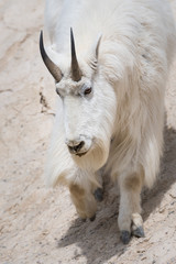 Mountain goat in the wild