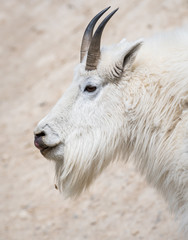 Mountain goat in the wild