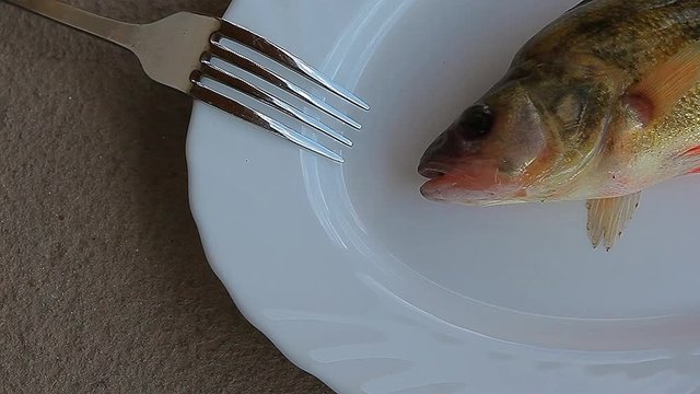 fish perch plate stone background