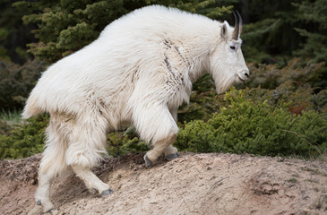 Mountain goat in the wild