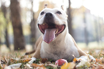 Happy portrait of dog in autumn foliage 