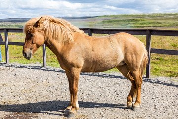 Portrait of iceland pony on meadow in summer 2017