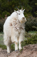 Mountain goat in the wild